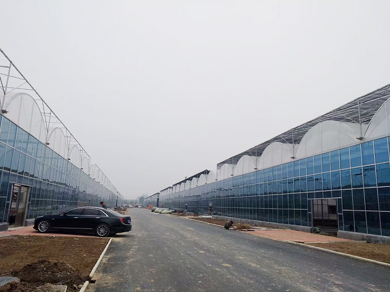 Plastic greenhouse in Saudi