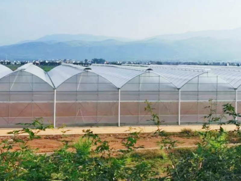 Multi Span Film Greenhouse Supplier